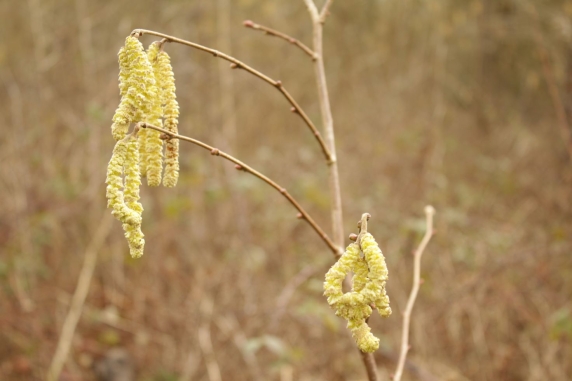 Hazel catkins.JPG